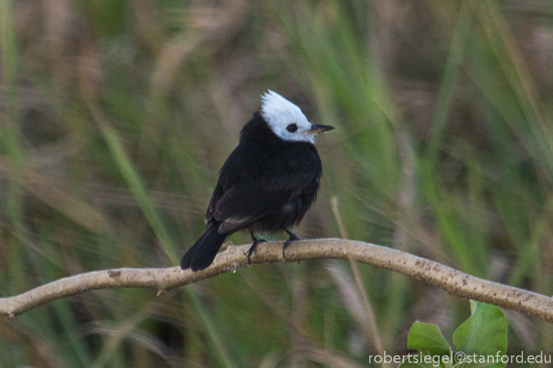 nunbird